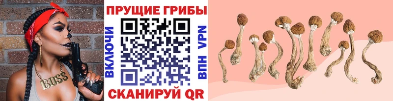 Галлюциногенные грибы Psilocybine cubensis Изобильный