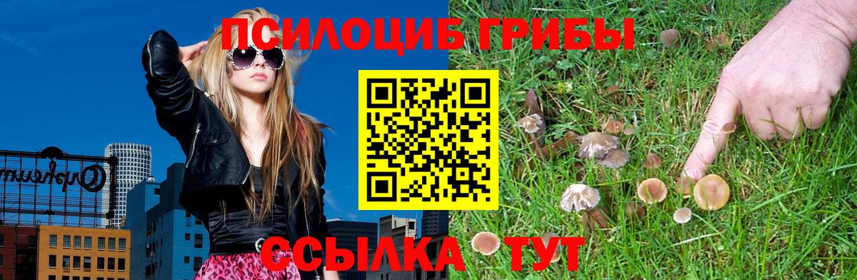 Галлюциногенные грибы Psilocybine cubensis  Вход с VPN  Псилоцибиновые грибы Cubensis  Изобильный 